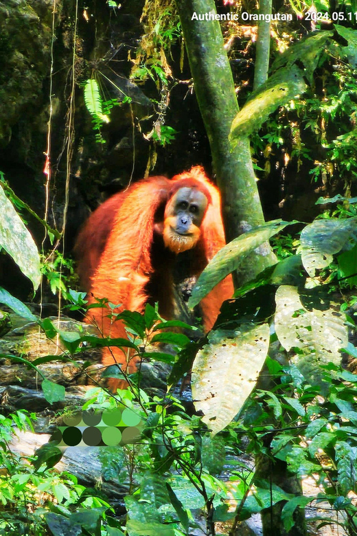 Wild Orangutan Trek: 2-Day Adventure in Gunung Leuser Park - Tour Overview and Pricing