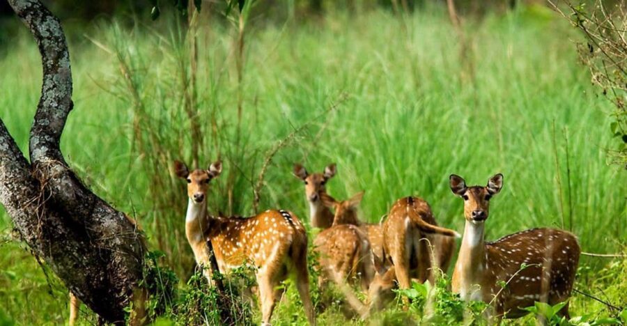 Wilderness Wonders: Private 3-Day Chitwan Safari Tour