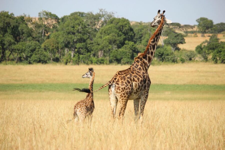 Wildlife Safari - Tour Overview