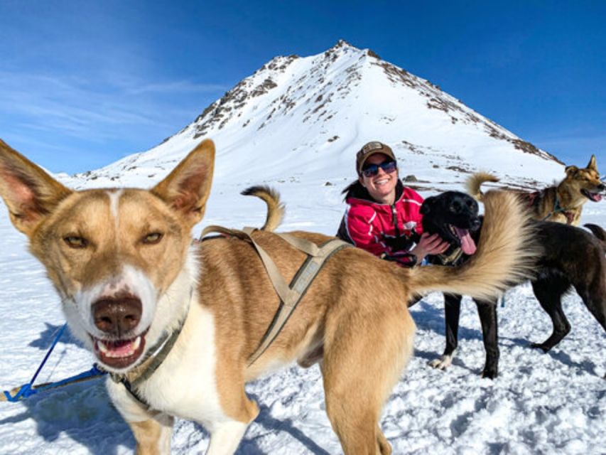 Willow: Traditional Alaskan Dog Sledding Ride