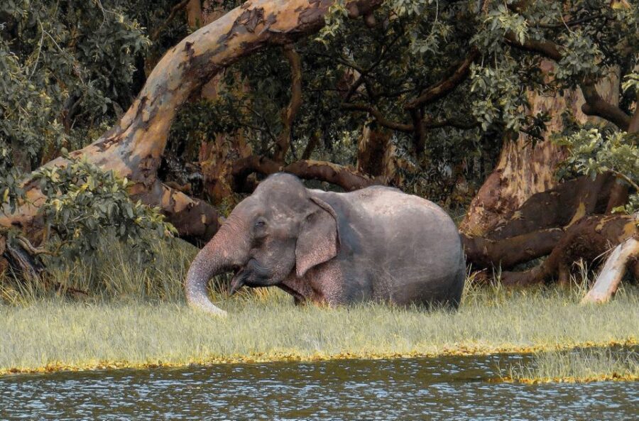 6 Best Safari Tours In Wilpattu National Park