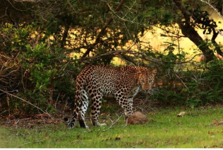 Wilpattu National Park: Morning or Evening Leopard Safari