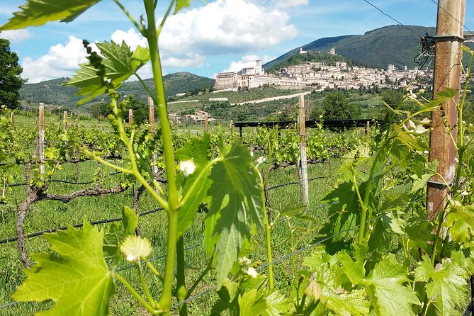 Wine Tasting and Walk in the Vineyard of Assisi - Experience Overview