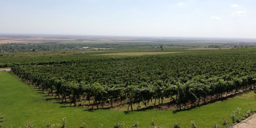 Winery Visit & Wine Tasting: Half-Day Tour