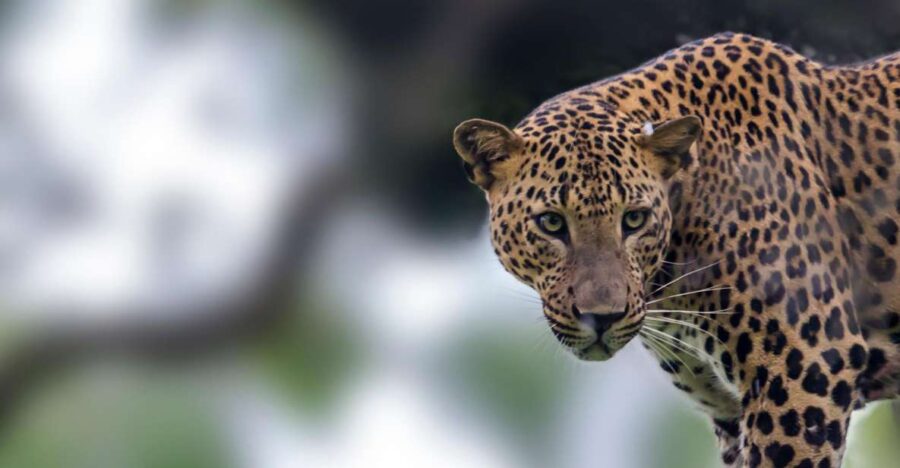 Yala National Park: Leopard Safari Full Day Tour With Lunch