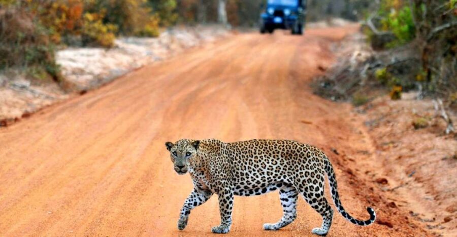 Yala National Park: Private Safari Day Trip With Lunch