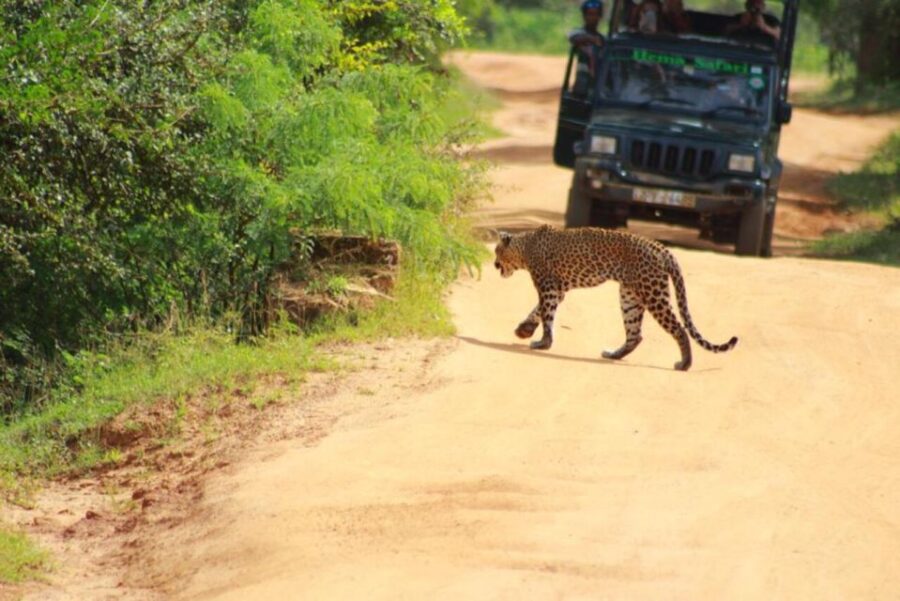 Yala National Park Sharing Safari (5 Hours)