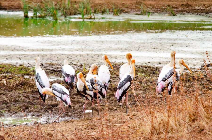 Yala National Park Wildlife Safari From Bentota - Activity Overview
