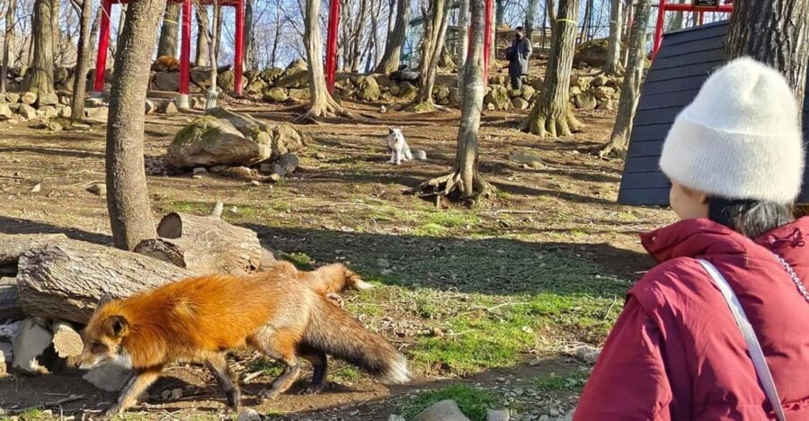 Zao Fox Village 1-Day Bus Tour With Strawberry Picking