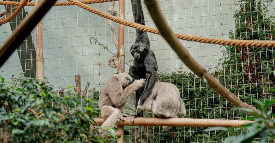 Zurich: Private Visiting and Photoshoot at Zoo Zurich!
