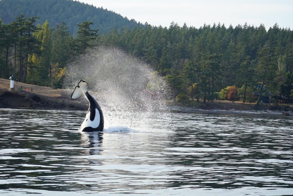 Anacortes: Whale and Orca Boat Tour Near Seattle - Pricing and Booking