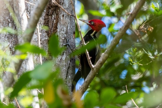 Birdwatching in Coba From Tulum - Inclusions