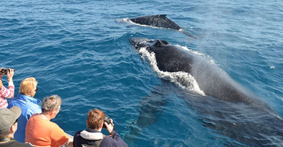 From Mirissa: Private Whale Watching Tour With Sunset