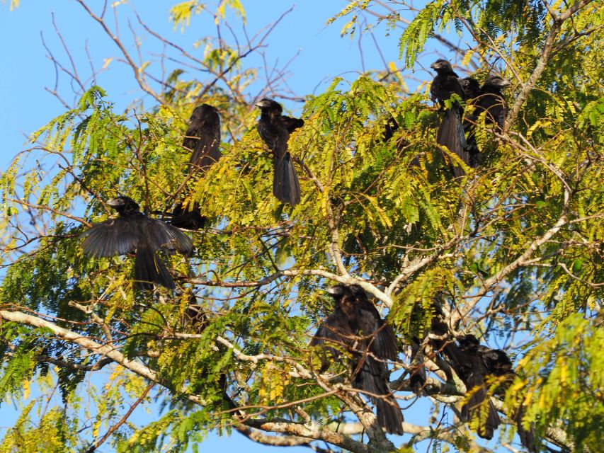 From Riviera Maya : Sian Kaan Muyil Birdwatching With Guide - Itinerary Details