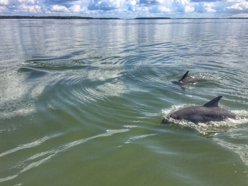 Hilton Head Island: 2-Hour Guided Creek Cat Tour - Pricing and Duration