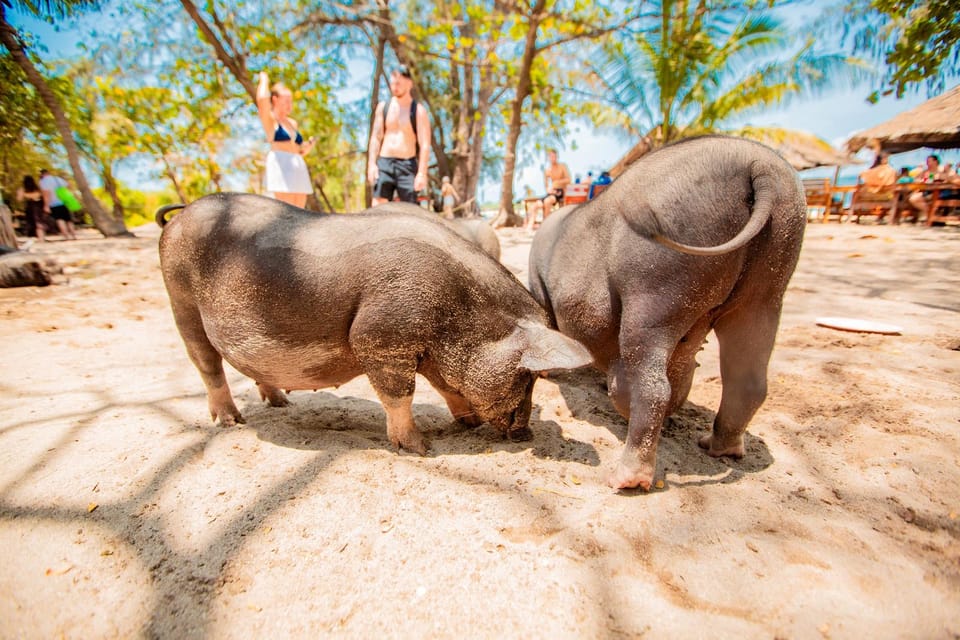 Koh Samui: Pig Island Day Tour by Speedboat - Pickup and Drop-off Details