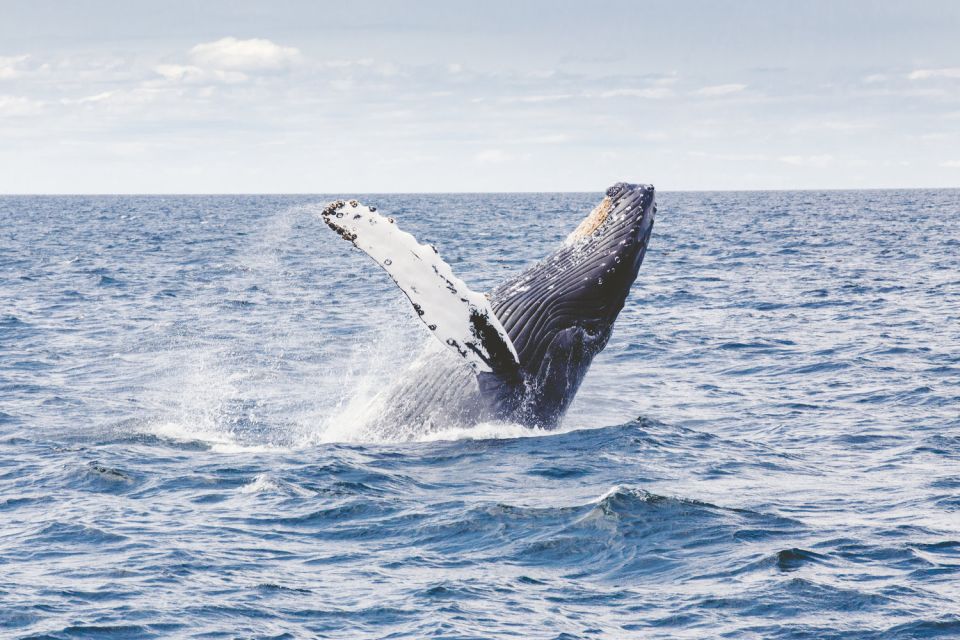 Oahu: Private Whale Watching Adventure - Booking and Cancellation