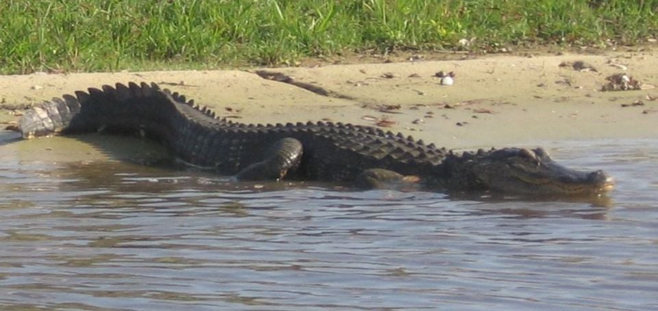 Orlando: Airboat Safari With Transportation - Pricing and Booking