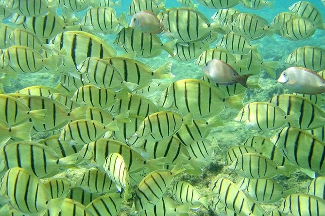 Pelican Rock Snorkeling and Sightseeing Adventure - Detailed Tour Information