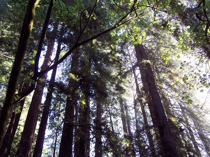 San Francisco: Muir Woods Tour & SF Hop-on Hop-off Bus Tour - Muir Woods Experience