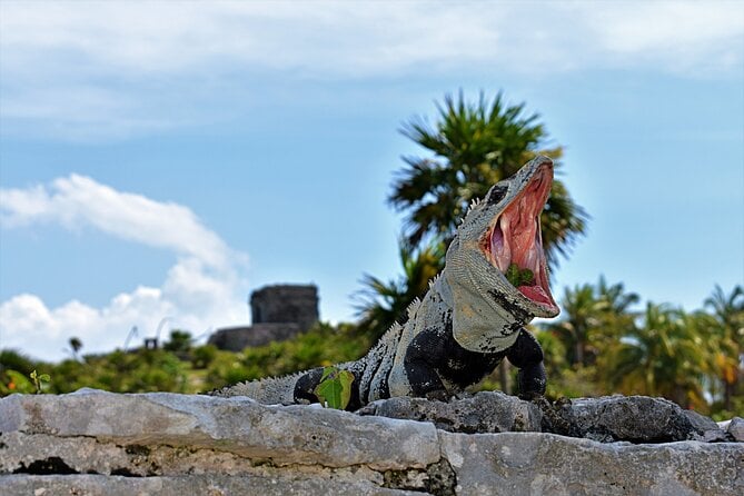 Tulum Guided Tour and Cenote Swim From Playa Del Carmen - Included Experiences