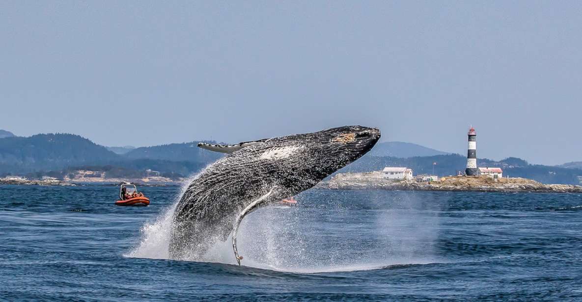 Victoria: 3-Hour Zodiac Whale-Watching Tour - Wildlife Encounter