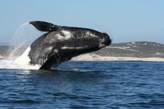 Whale Watching Hermanus - Boat Base - Boat Tour Details