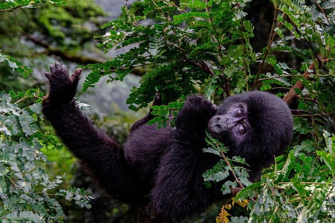 2 Days Gorilla Trekking Uganda - Booking and Confirmation