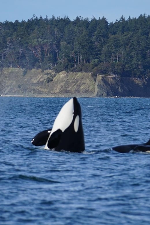 Anacortes: Whale and Orca Boat Tour Near Seattle - Meeting Point and Logistics