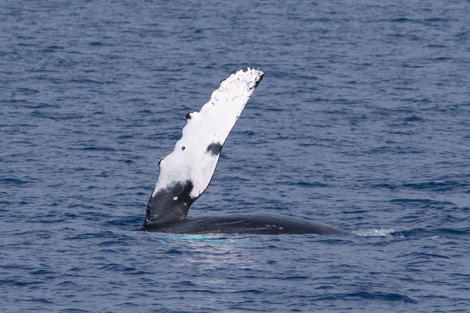 Big Island: Kona Super Raft Whale Watch - Safety and Restrictions