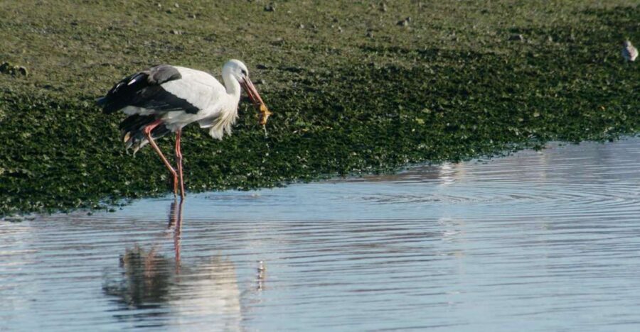 Faro: Eco-Friendly Ria Formosa Bird Watching in Solar Boat