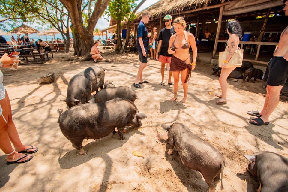 Koh Samui: Pig Island Day Tour by Speedboat - Itinerary Highlights