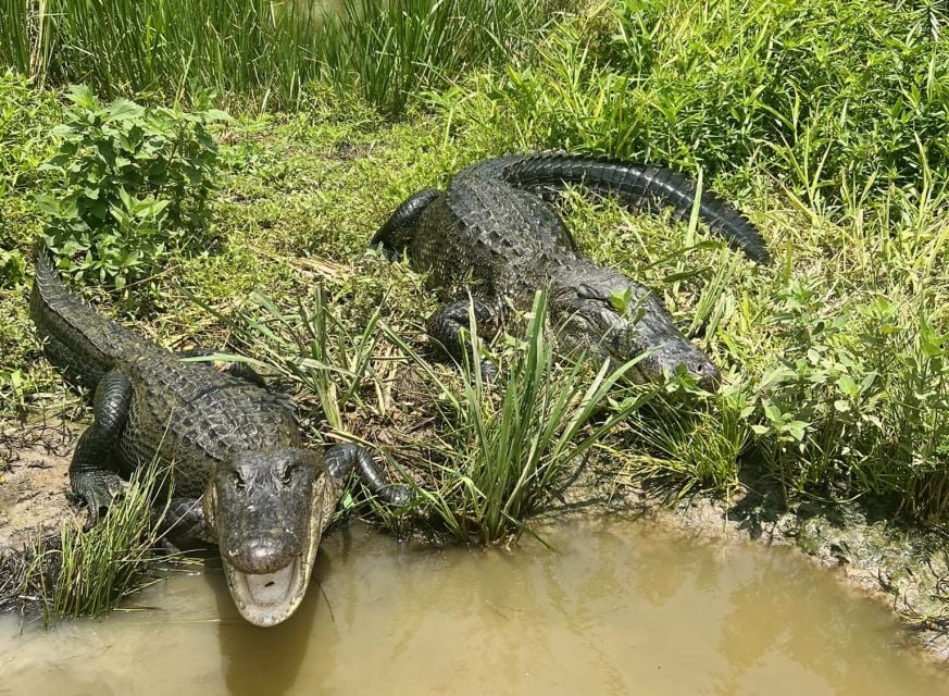 New Orleans: 16 Passenger Airboat Swamp Tour - Safety and Comfort