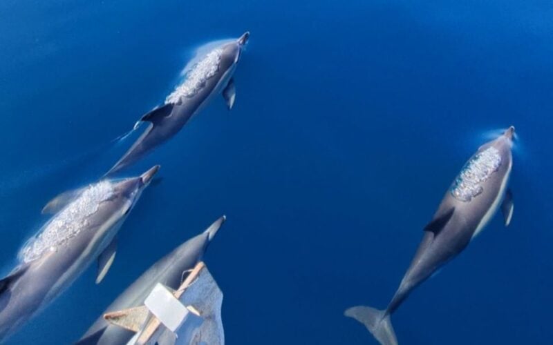 Sesimbra: Guided Dolphin Watching in Arrábida Natural Park - Highlights of the Experience