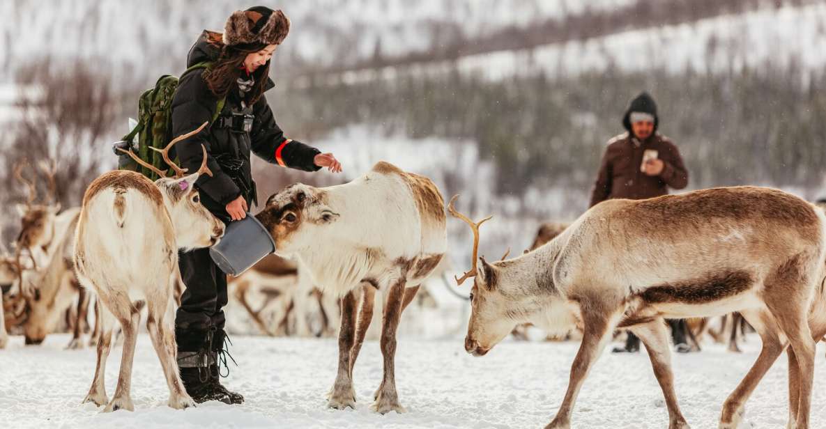 Tromsø: Reindeer Sledding & Feeding With A Sami Guide