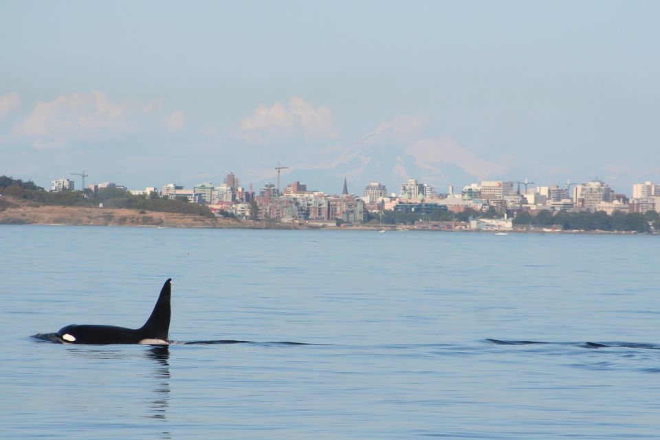 Victoria: 3-Hour Zodiac Whale-Watching Tour - Boat and Gear