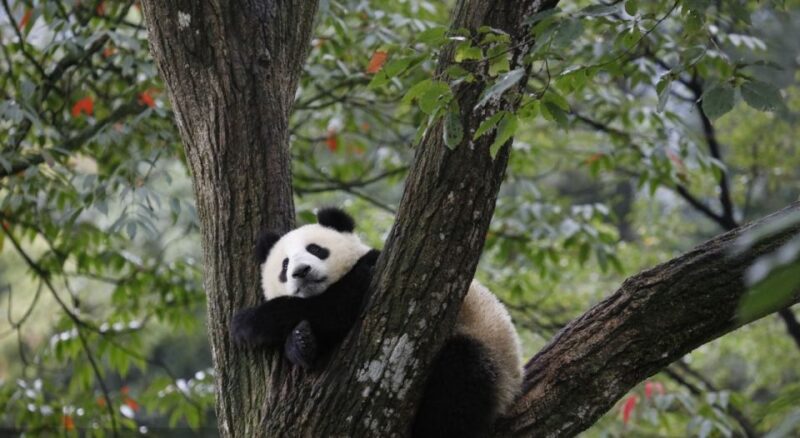 1-Day Tour：Discovering Pandas & the Majestic Giant Buddha - Panda Breeding and Research Center