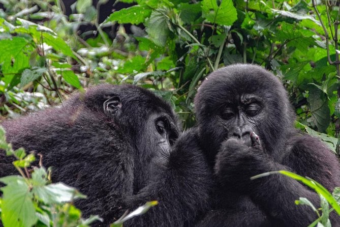 2 Days Gorilla Trekking Uganda - Tour Operator and Reviews