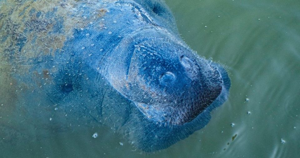 Naples, FL: Manatee, Dolphin, 10,000 Islands Sunset Cruise - Recommendations for Guests