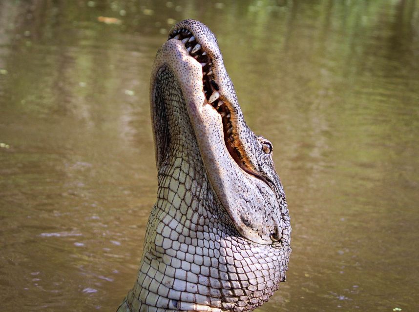 New Orleans: High Speed 9 Passenger Airboat Tour - Important Tour Details