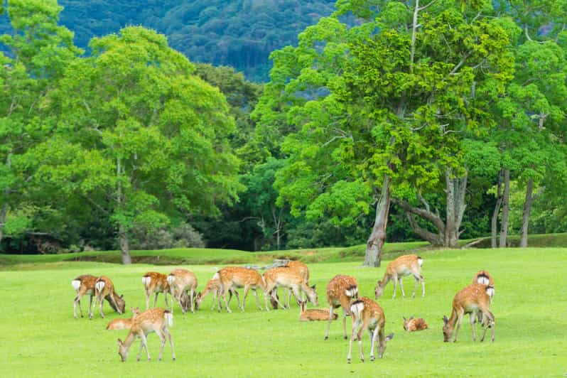 Osaka: Kyoto World Heritage & Nara Cute Deer 1-Day Bus Tour