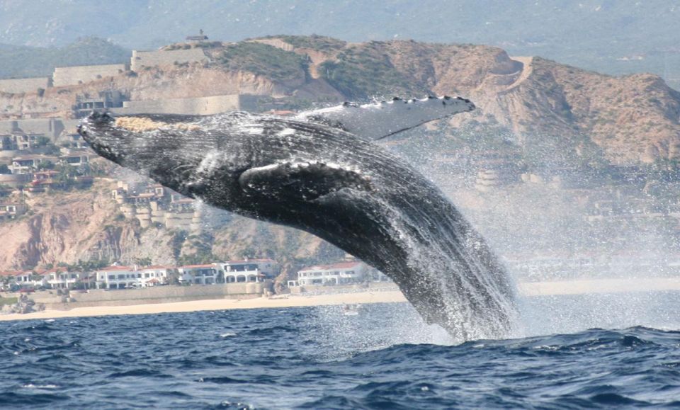 San Jose Del Cabo Whale Watching - Guided Experiences