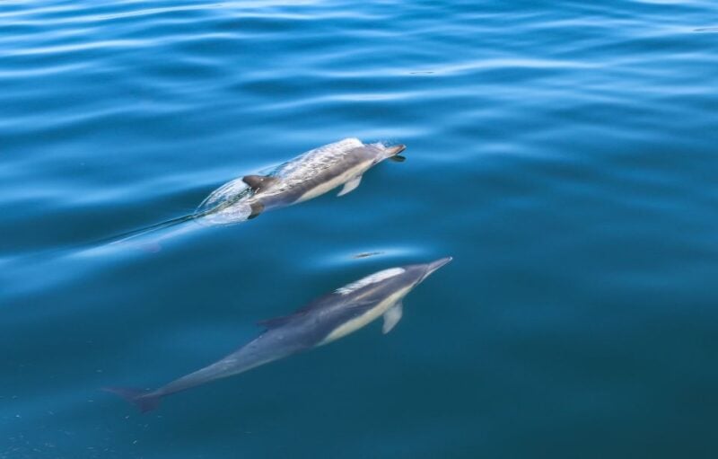 Sesimbra: Guided Dolphin Watching in Arrábida Natural Park - Important Information