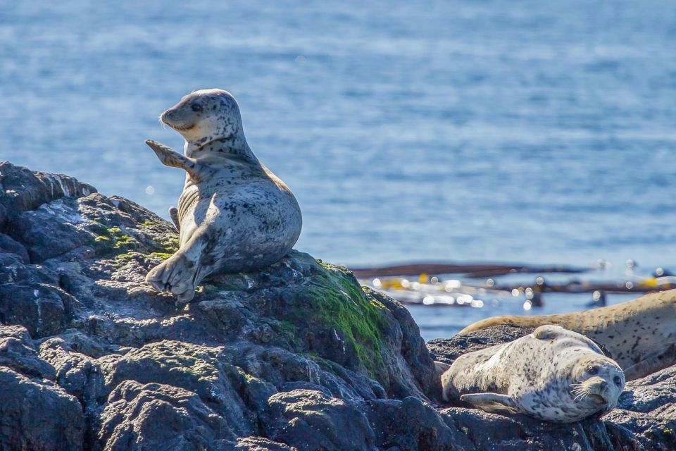 Victoria: 3-Hour Zodiac Whale-Watching Tour - Transportation and Accessibility