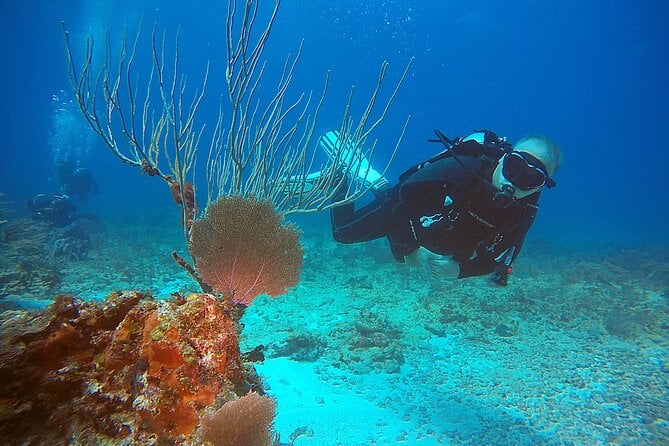 2 Tanks Scuba Diving Wreck and Reef in Cancun for Certified Divers - Reviews and Feedback