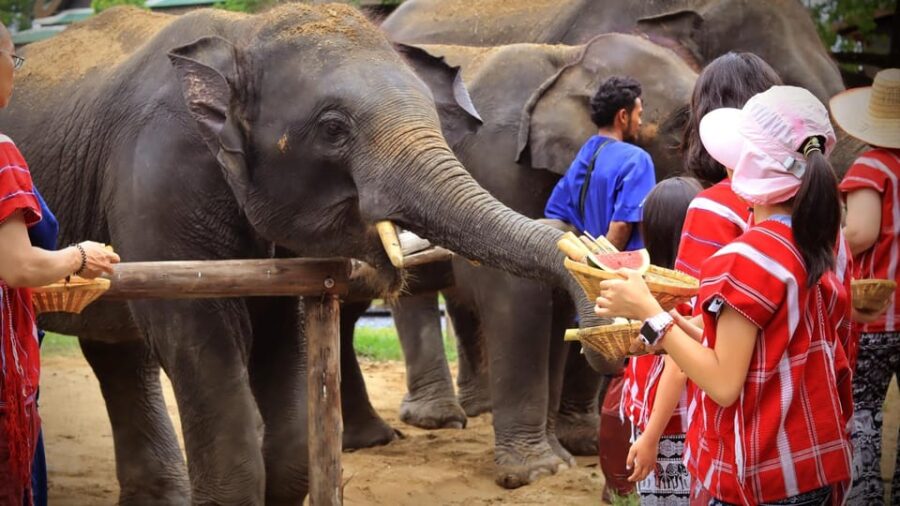 Bangkok Elephant Park: HD Elephant Experience (No Transfers)
