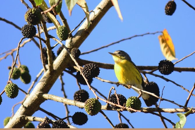 Birdwatching in Coba From Tulum - Reviews and Pricing