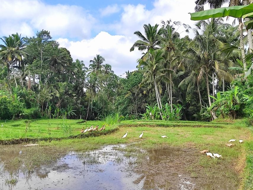 Country Side Electric Bike Tour - Included Amenities