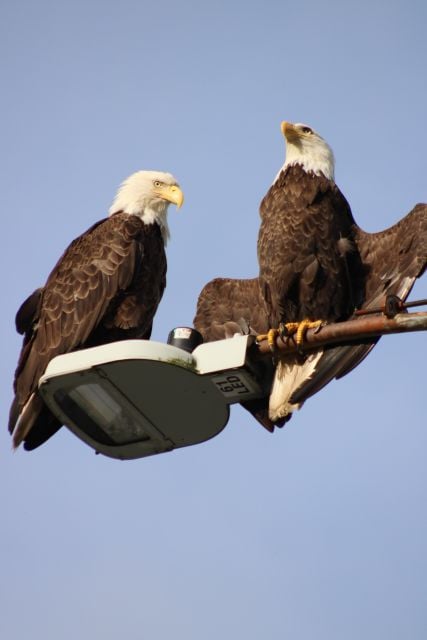 Ketchikan Photo Safari - Learning Opportunities