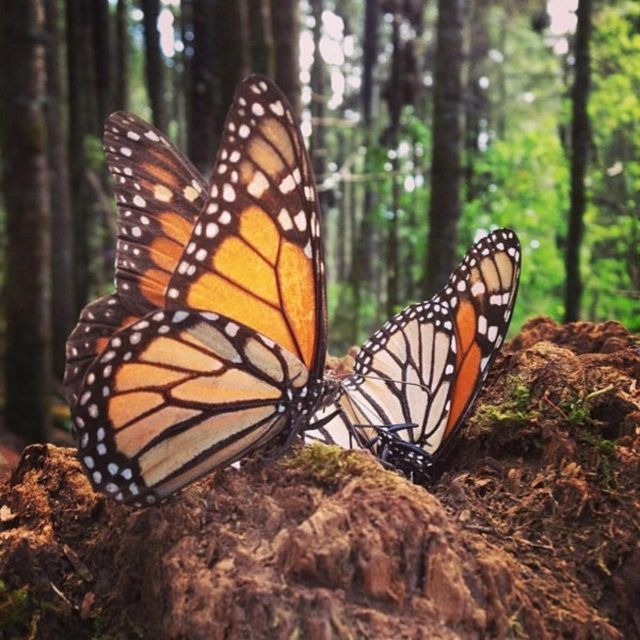 Monarch Butterfly Tour Mexico: Sierra Chincua & Angangueo | Power Traveller